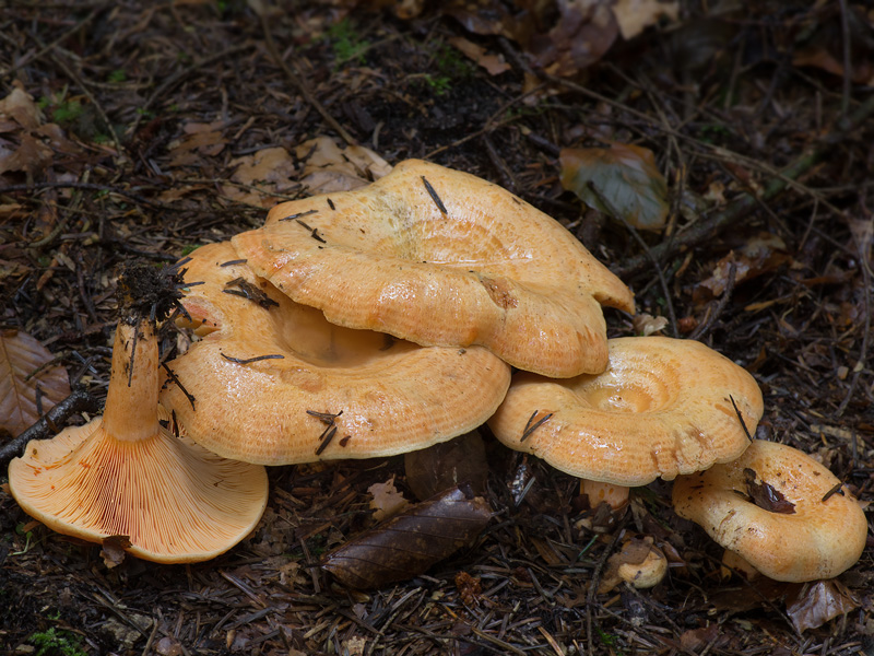 Lactarius salmonicolor